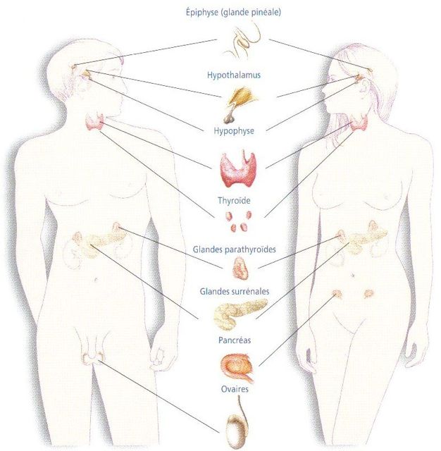 Massage Endo-Chine